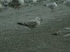 Caspian Gull at Hole Haven Creek (Steve Arlow) (144469 bytes)